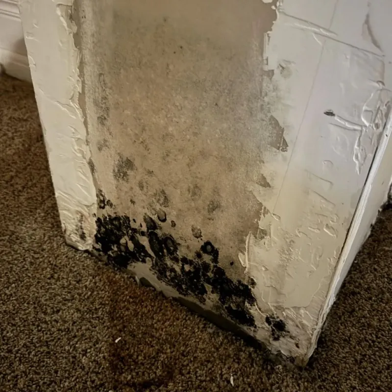 Professional Mold Removal in Richlands, VA
